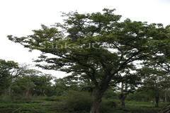 Terminalia crenulata